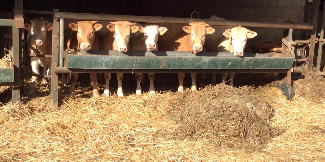 Aux Bois Dores De La Ferme De Sorval, Animaux De La Ferme, Fitness Selvigny Eksteriør bilde
