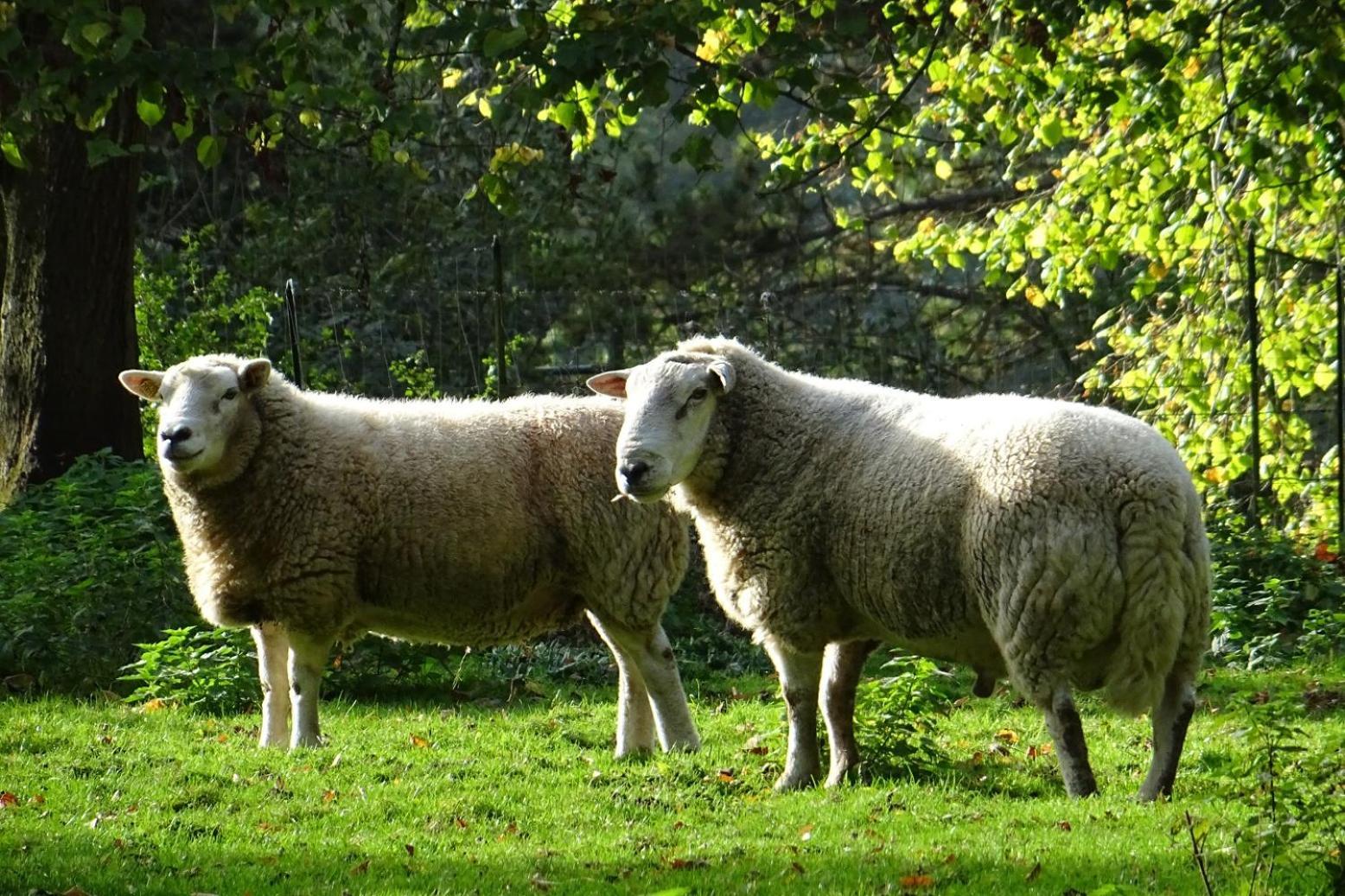 Aux Bois Dores De La Ferme De Sorval, Animaux De La Ferme, Fitness Selvigny Eksteriør bilde